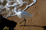 Snowy Egret