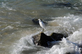 Snowy Egret