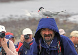 Artic tern...and me