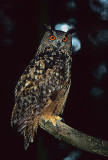 Eagle Owl