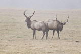 Jewell Wildlife Area  Elk