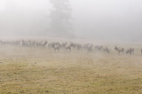 Herd of Elk in the Fog