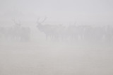 Elk in the Fog