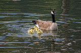 Mom and Babies Again