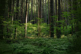 Sunshine on the Forest Floor