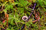 Birds Next Fungi