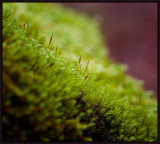 Just Moss