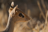 Close dik dik