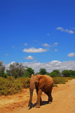 Elephant road.