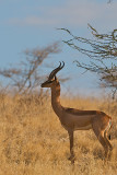 Male gerenuk