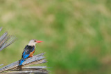 Grey-headed Kingfisher