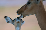 Mother care
