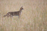 Serval , Sideway