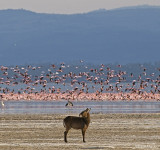 Waterbuck and pink