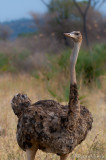Female somali ostrich