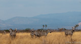 Zebra and landscape