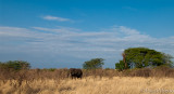 Elephant and landscape