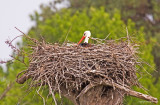 White Stork_1.jpg