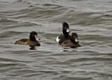 Tufted Duck_2.jpg