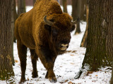 European Bison.jpg