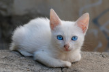 Blue Eyed Gaeta Kitten