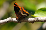 Swallowtail  Butterfly on a Fig Tree Branch