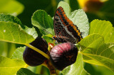 Swallowtail  Butterfly on a Fig