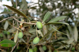 Valvori Olives