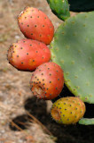 Prickly Pears