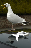 Proud Gull