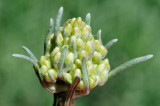 Curry Plant Flower