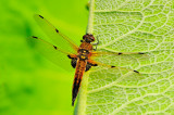 Golden Dragonfly