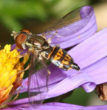 Toxomerus geminatus ♀