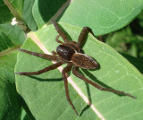 Dolomedes triton : Sixspotted Fishing Spider