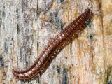 Millipedes : Diplopoda