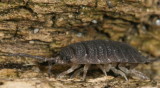 Porcellio scaber * Common Rough Woodlouse