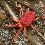 Velvet Mite