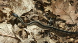 Eastern Garter Snake