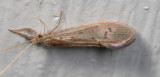 Genus Oecetis