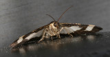 Hodges#6261 * Common Spring Moth * Heliomata cycladata 