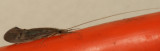 Genus Oecetis
