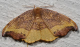 Drepanoidea Moths : 6235-6255