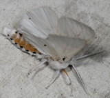 Hodges#8137 * Virginian Tiger Moth * Spilosoma virginica