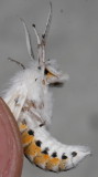Hodges#8137 * Virginian Tiger Moth * Spilosoma virginica