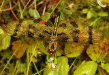 Halloween Pennant ♀