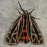 Hodges#8197 * Virgin Tiger Moth * Grammia virgo