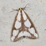 Hodges#8111 * Leconte's Haploa Moth * Haploa lecontei 