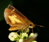 Mulberry Wing ♀