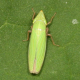 Genus Draeculacephala