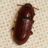 Uloma mentalis